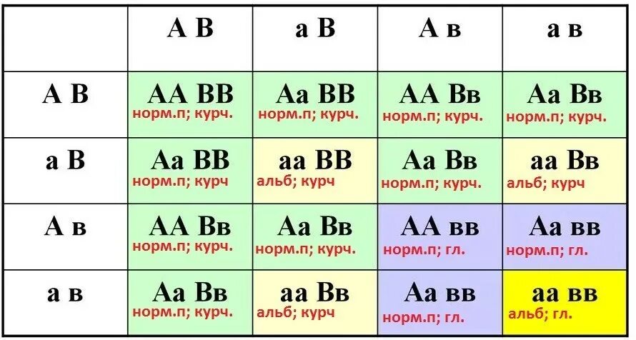 Появление в потомстве альбиноса. У родителей имеющих нормальную пигментацию и курчавые волосы ребенок. Генотип родителей у которых ребенок альбинос. Генотипы родителей и ребенка с нормальной пигментацией.. Генотип матери AABB генотип отца AABB.