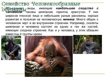 Виды обезьян таблица