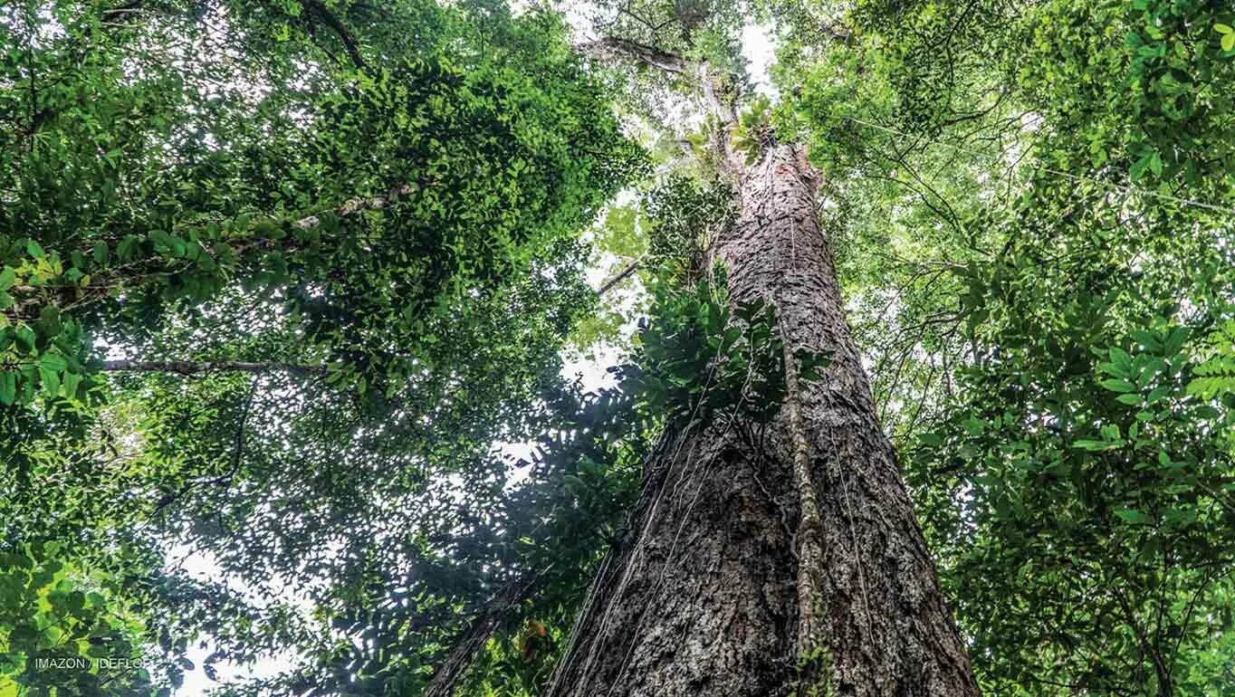These are tall trees