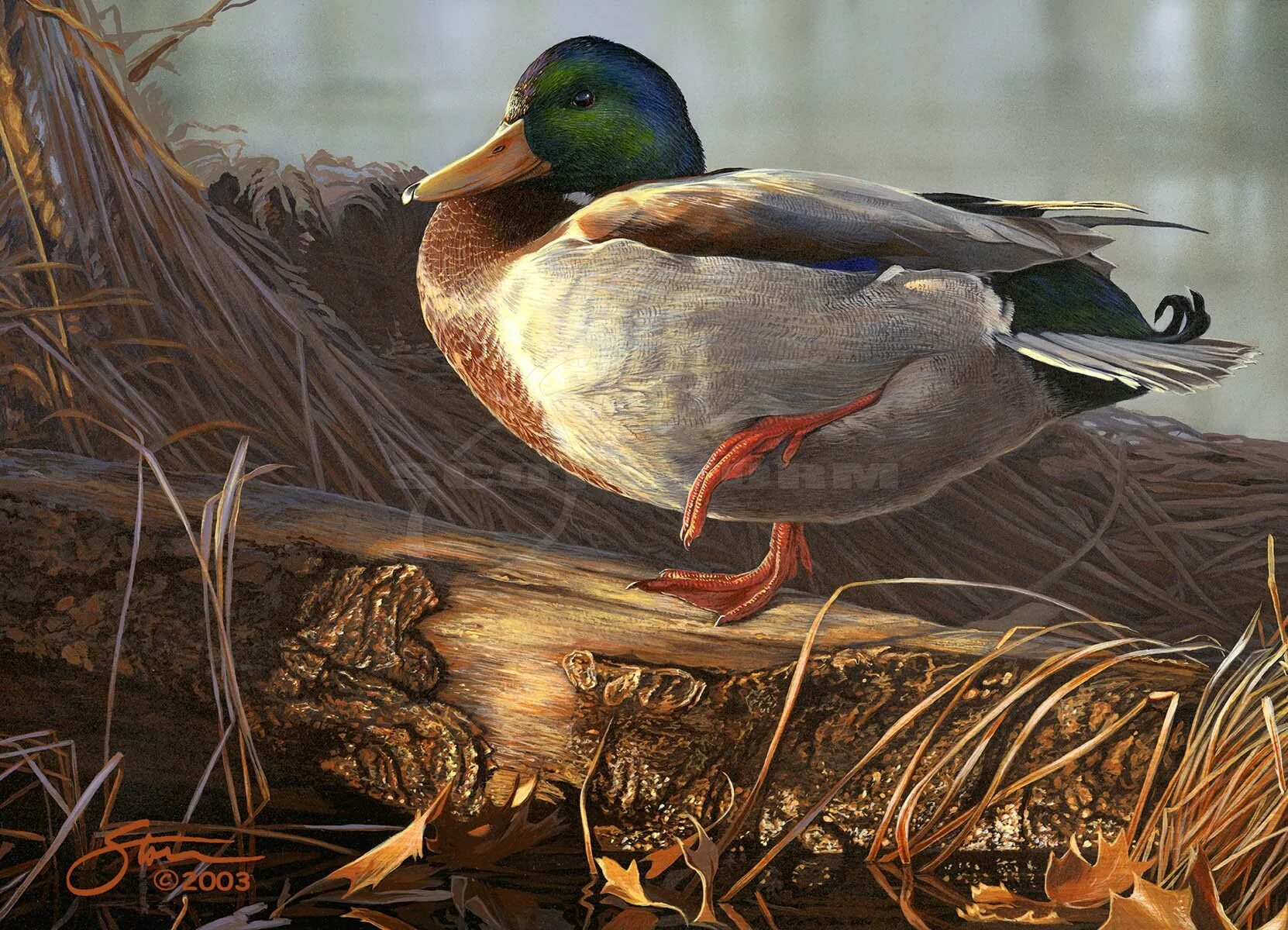 Robert Bateman Duck. Утки арт. Антикварные картины утки.