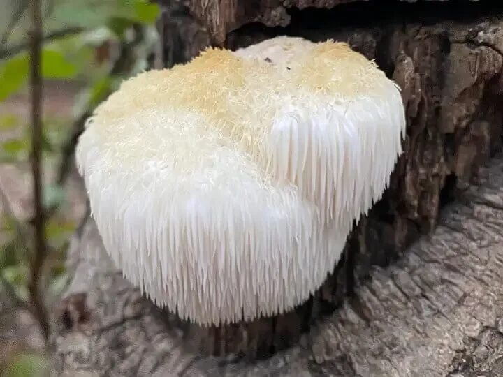 Ежовик гребенчатый hericium erinaceus. Ежовик коралловый гриб. Ежевик (ежовик) гребенчатый. Ежовик гребенчатый. Львиная грива (ежевик гребенчатый).