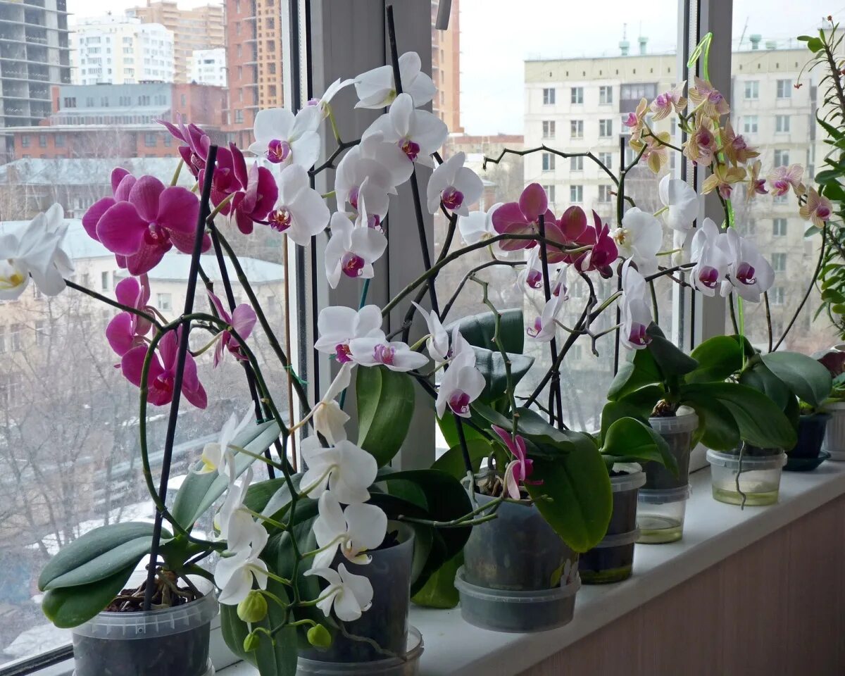 Орхидеи зимой как ухаживать