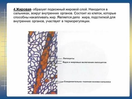 Ткань образующая слой