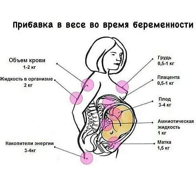 Расположение органов при беременности 2 Pinterest