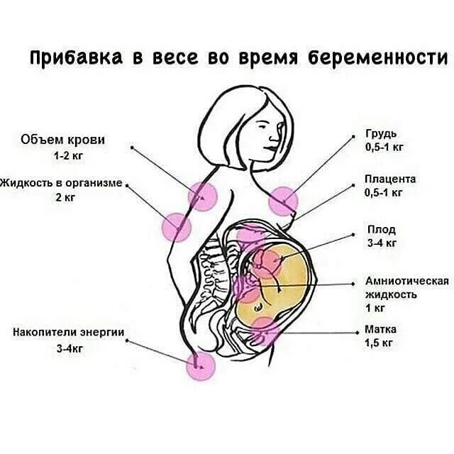Набор веса при беременности. Набор веса при беременности в 3 триместре. Набираю вес при беременности. Расположение органов у беременной женщины 3 триместр. Нормальные изменения веса при беременности.