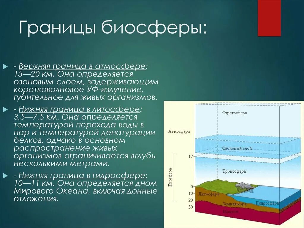 Биосфера оболочка земли. Границы биосферы 6 класс география. Биосфера определение. Биосфера Живая оболочка земли.