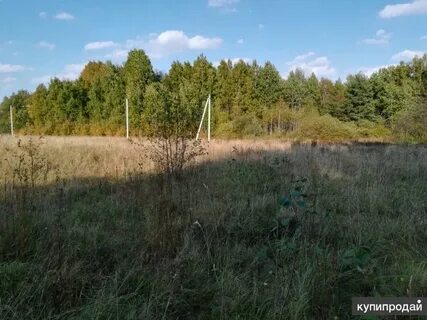 Жучки хотьково