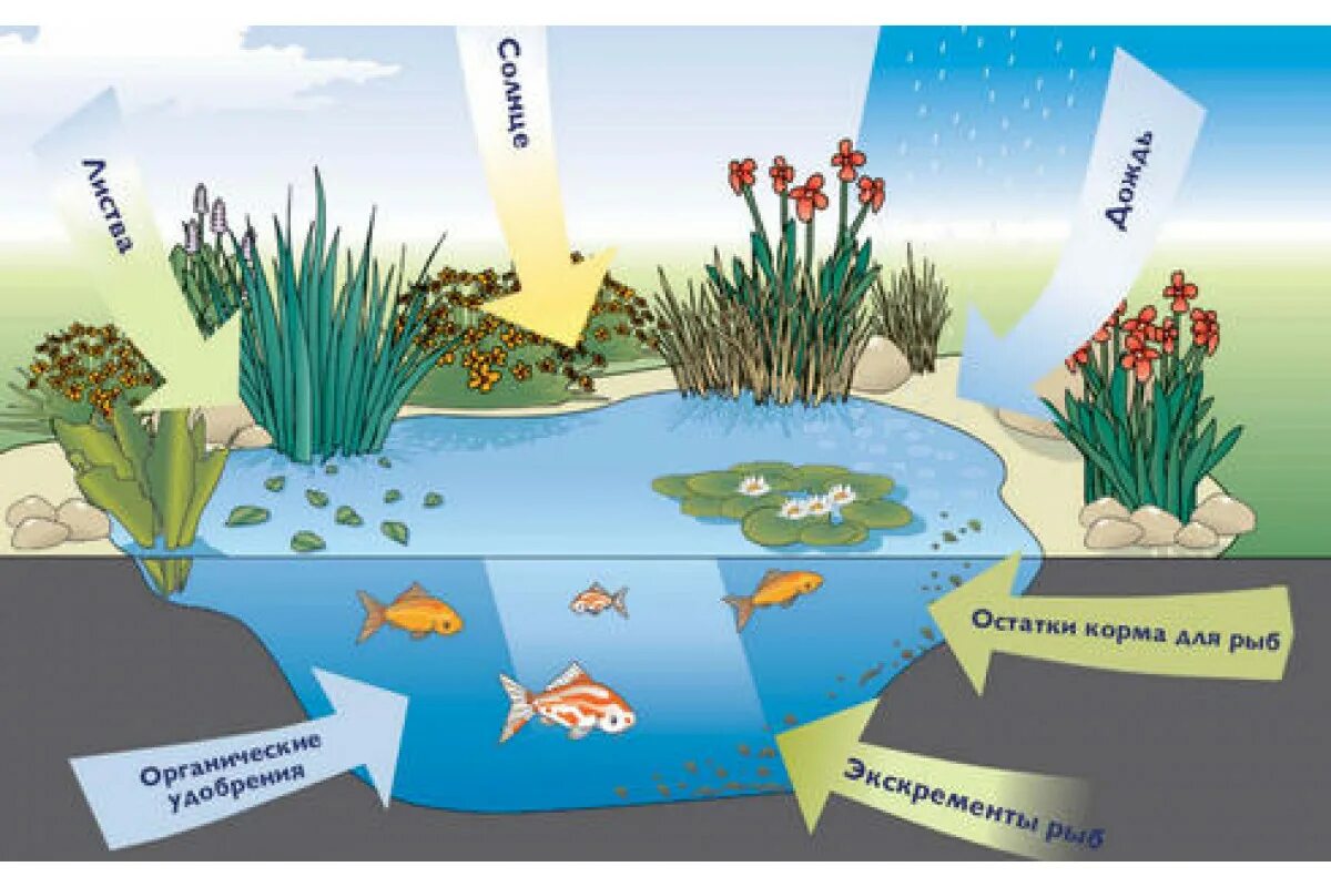 Модель экосистемы пруда. Моделирование экосистемы водоем. Экосистема искусственная водоем. Эосистема ВОДОЕМАДЛЯ детей.