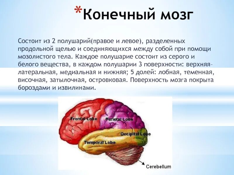 Большие полушария состоят из долей. Особенности строения конечного мозга. Функции конечного мозга головного мозга. Конечный мозг строение и функции анатомия. Функции полушарий конечного мозга.