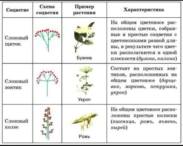 Сложные соцветия 6 класс биология таблица. Характеристика соцветий таблица. Таблица соцветия характеристика рисунок примеры. Типы соцветий таблица соцветие схема растения с примерами.