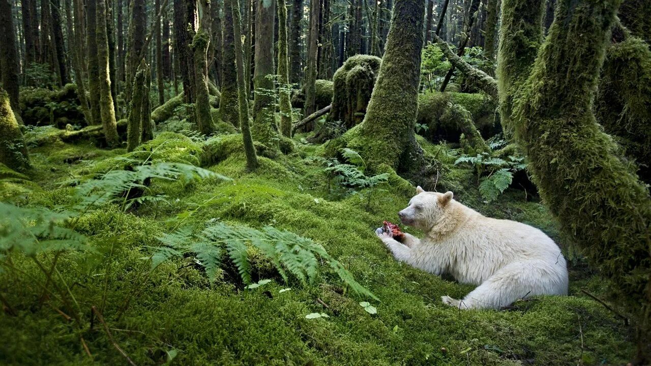 В австралии живут медведи. Great Bear Rainforest Канада. Дождевой лес Британская Колумбия. Звери в лесу. Лесные обитатели.