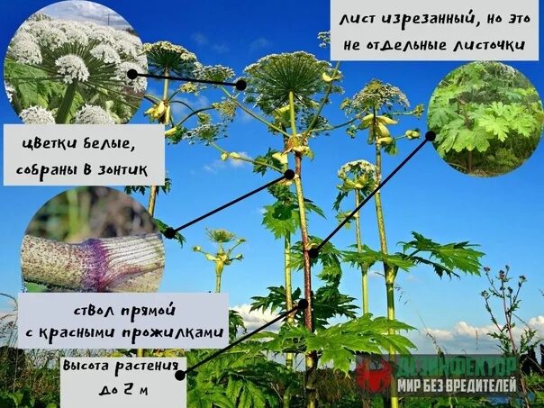 Почему борщевик способен вытеснять другие растения ответы. Борщевик сосновского ботаническая иллюстрация. борщевик сосновского строение. строение борщевика. борщевик описание.