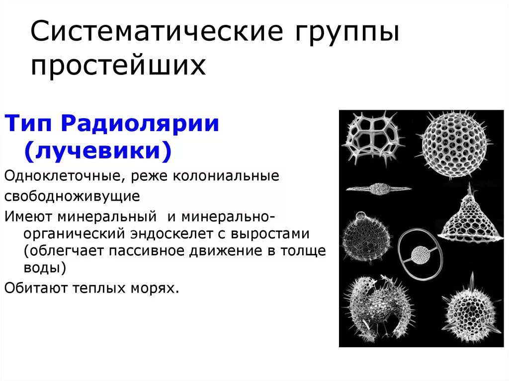 7 групп простейших