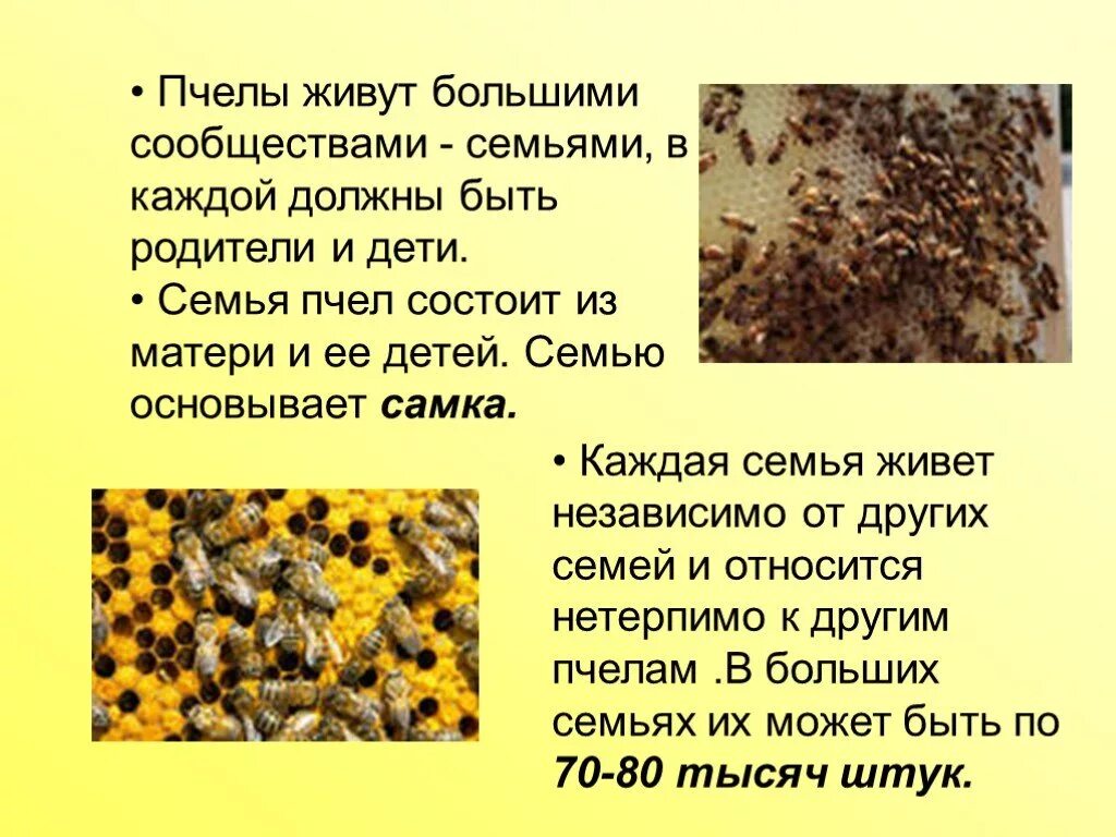 Пчеловодство доклад 3 класс