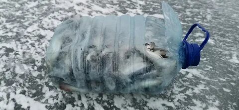 Северные берега 2023
