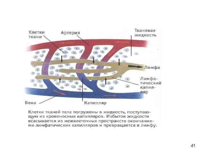 Схема образования тканевой жидкости и лимфы. Схема взаимосвязи тканевой жидкости крови и лимфы. Взаимосвязь крови, лимфы и межклеточной жидкости.. Взаимосвязь крови лимфы и тканевой жидкости. Межклеточная вода в организме