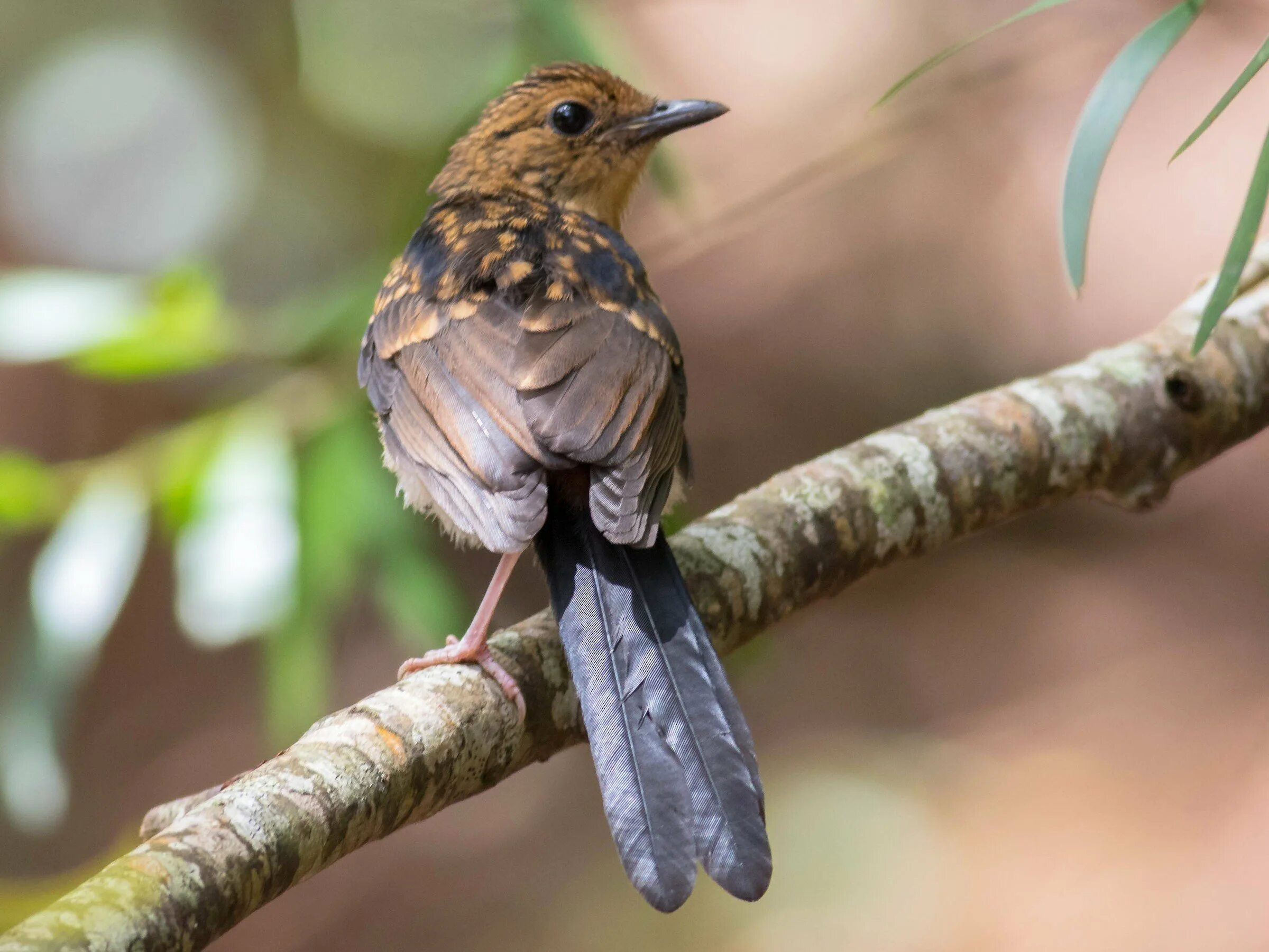 Коричневая птица с длинным хвостом. Коричневый Дрозд. White-Rumped Shama. Коричневая птица. Небольшая коричневая птица.