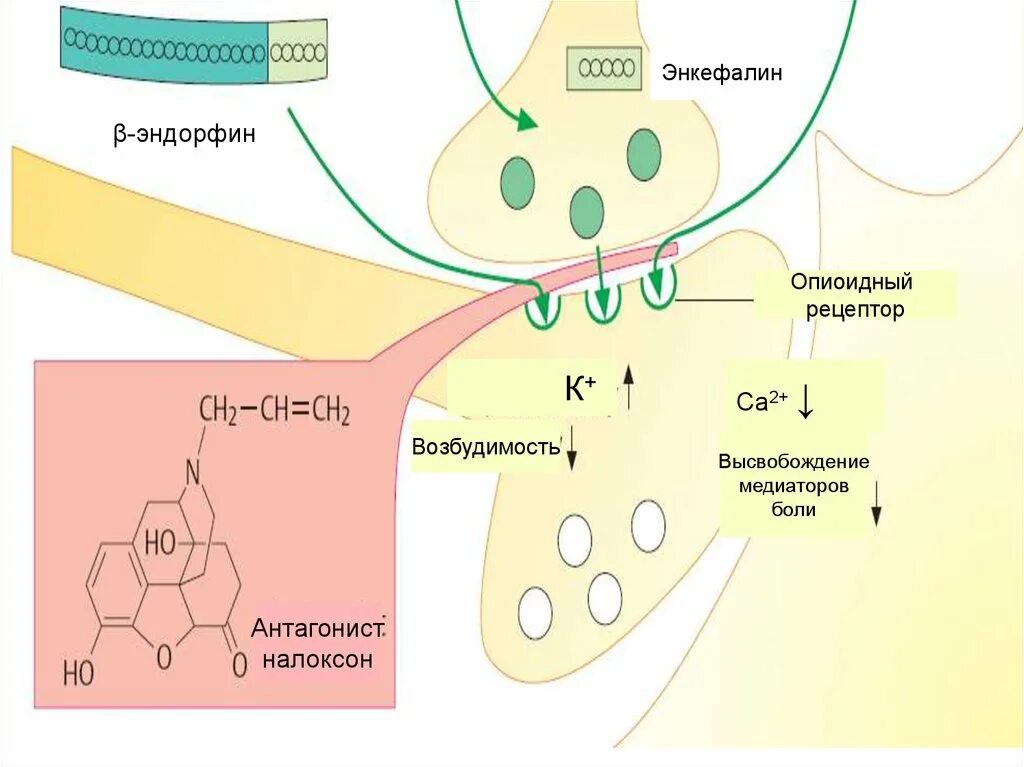 Выброс эндорфина почему так больно сильно. Механизм действия опиатных рецепторов. Энкефалины структура и функции. Механизм действия эндорфинов.