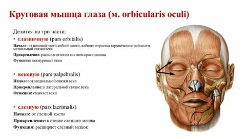 Круговая мышца глаза функции