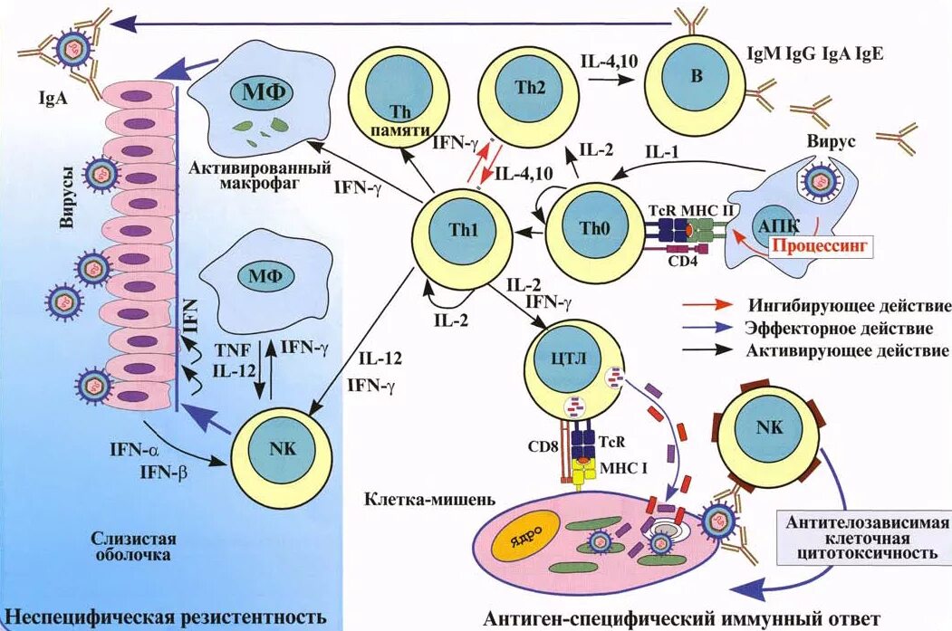 Лейкоциты биология 8 класс. Т лимфоциты. Вещества выделяемые лимфоцитами. Т лимфоциты строение. Т8 лимфоциты уничтожают т4 лимфоциты.