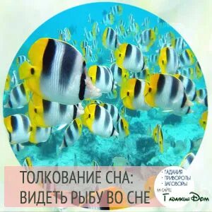 К чему снится рыба девушке живая