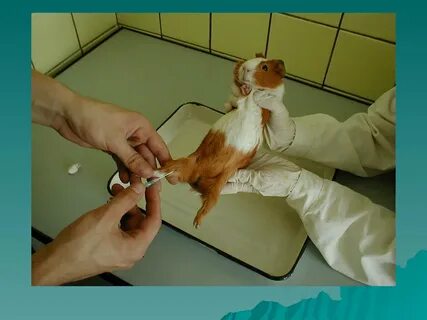 Метод диагностики животных