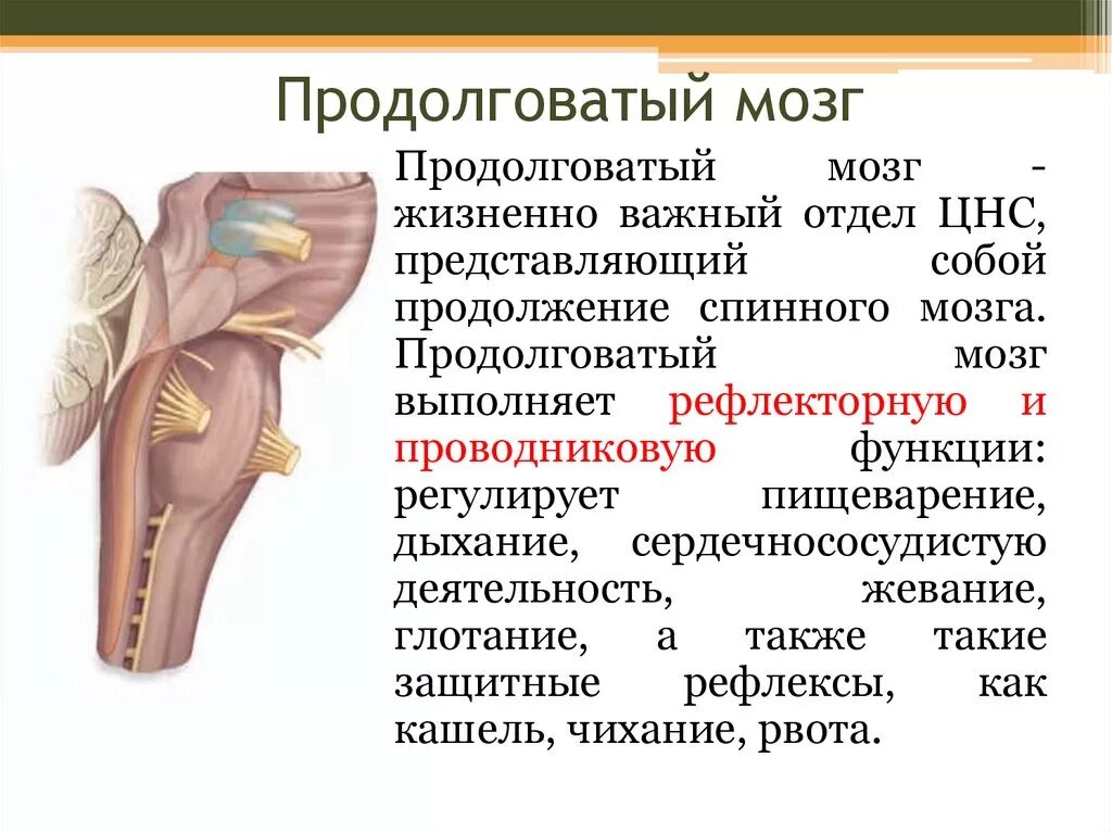 Продолговатый мозг расположение строение функции. Продолговатый мозг строение и функции. Продолговатый мозг строение и функции кратко. Продолговатый мост строение и функции. Функции продолговатого мозга 8 класс биология