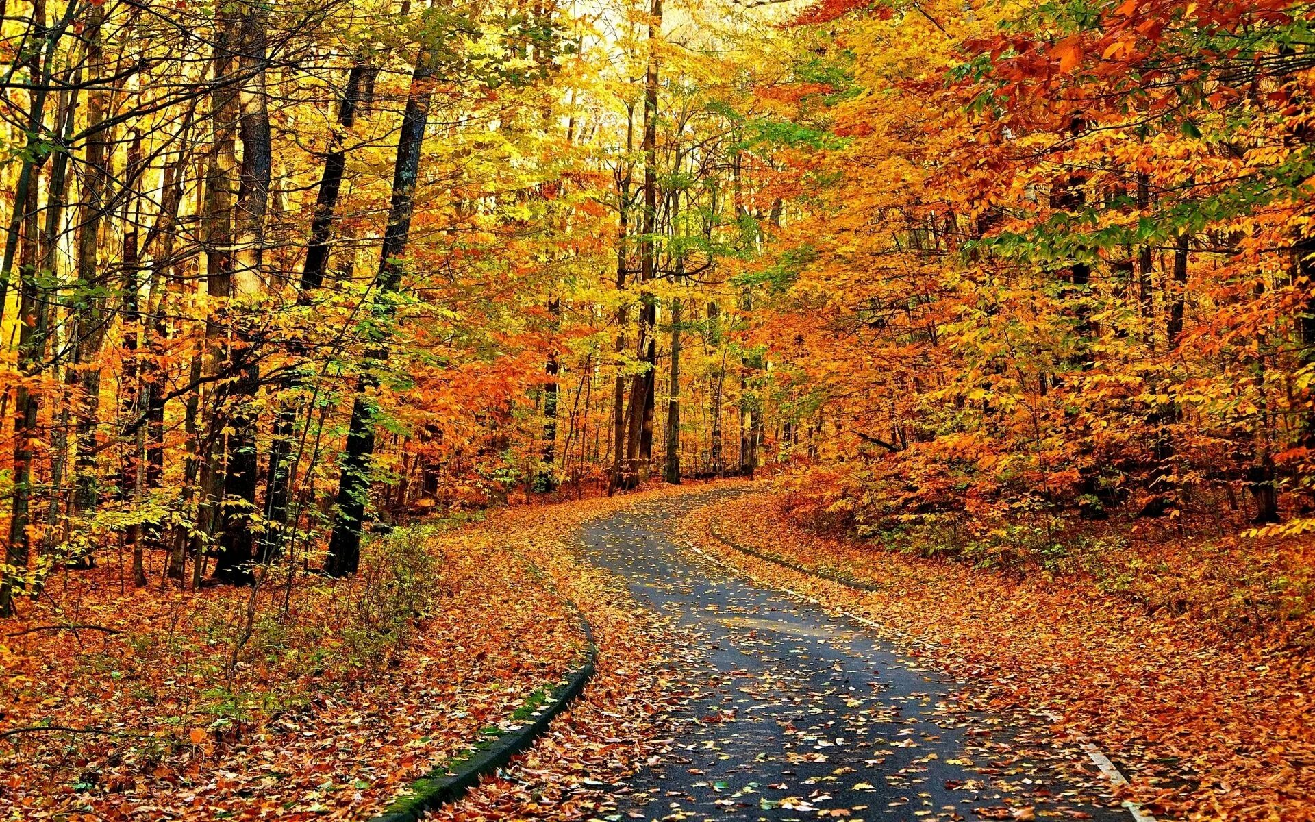 багрянец осени. осенний листопад. осенний лес листопад. осенний листопад. разноцветная осень.