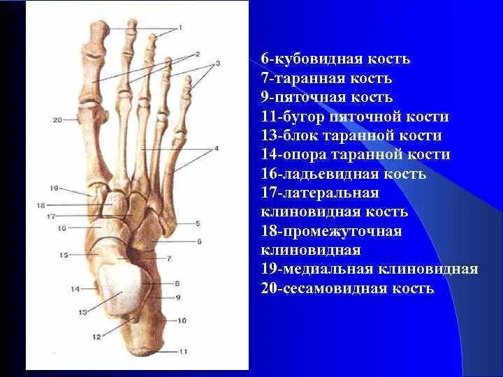 Ладьевидная кость