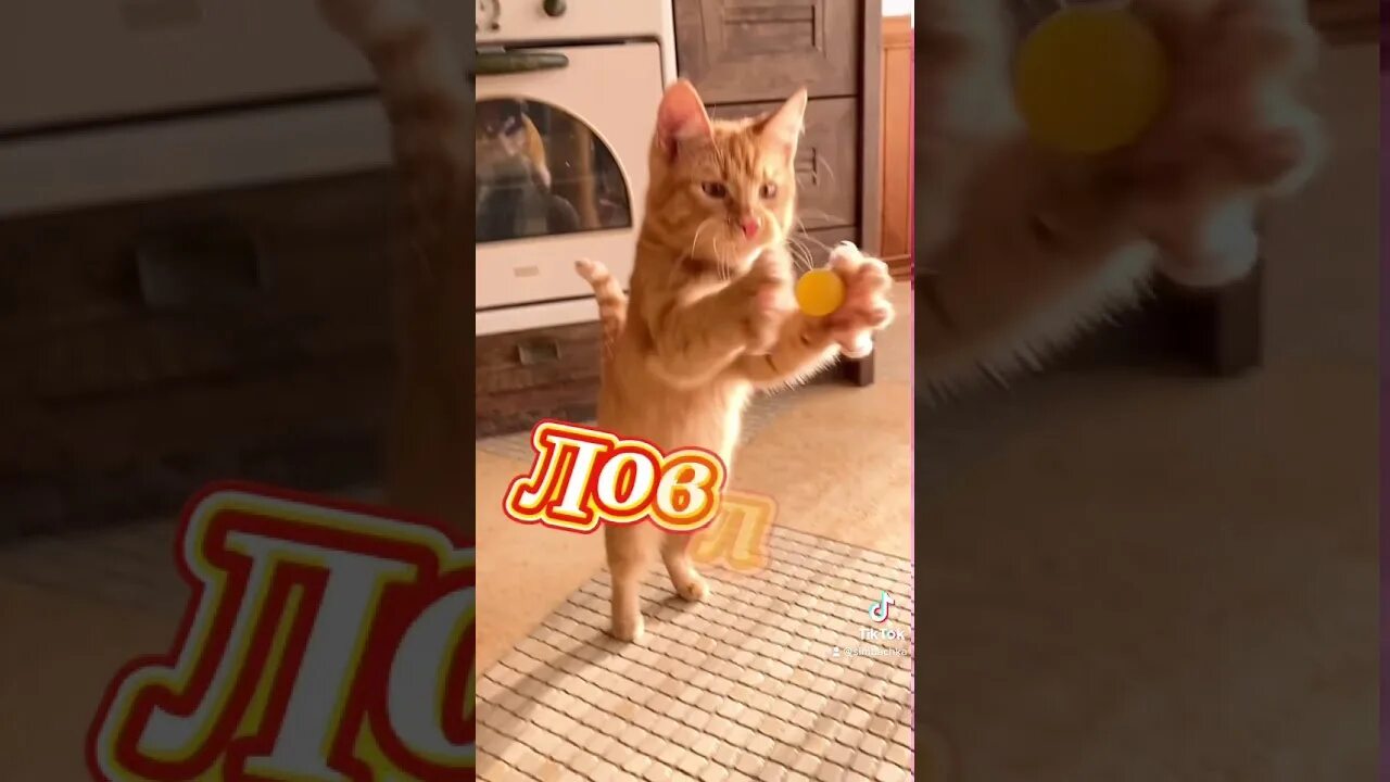 Игры симбы кота