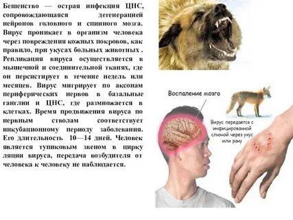 Грипп бешенство