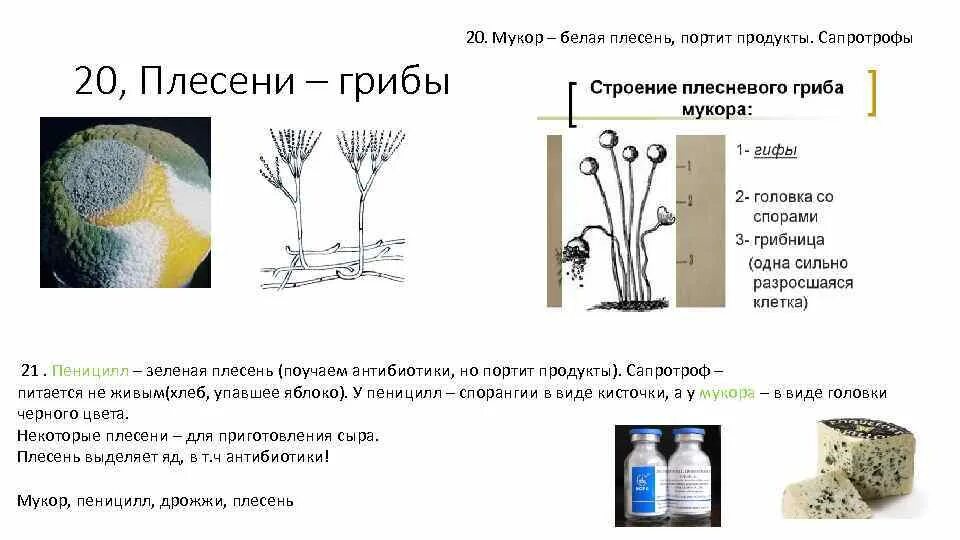 Чем отличается пеницилл от дрожжей. Гриб пеницилл плесень. Рисунок грибы мукор пеницилл дрожжи. Строение плесневых грибов пеницилл и мукор. Строение гриба пеницилл 5 класс биология.