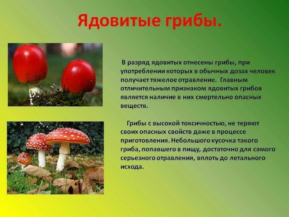 Какие есть опасные грибы. Сообщение о ядовитых грибах. Ядовитые грибы описание. Лесные опасности ядовитые грибы. Несъедобные грибы для человека.