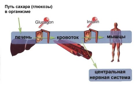 Какую роль играет глюкоза в организме