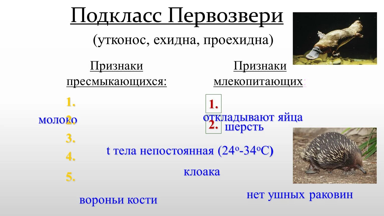 Подкласс яйцекладущие. Первозвери сумчатые. Млекопитающие подкласс Первозвери. Первозвери Утконос и ехидна.