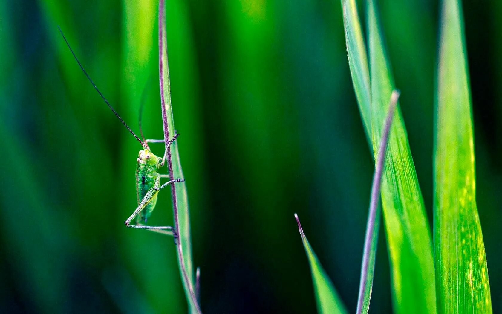 сверчок зеленый. зеленый кузнечик в зеленой траве. саранча зеленая. кузнечик тетигония зеленый. зеленый кузнечик в зеленой траве.
