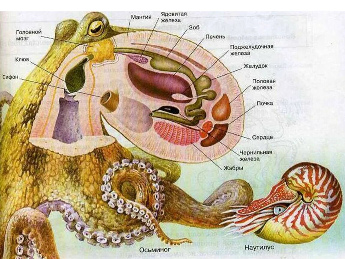 Головоногие моллюски строение биология. Внутреннее строение головоногих моллюсков осьминог. Головногие маллюски пищеварительная сис. Наружное строение головоногих моллюсков.