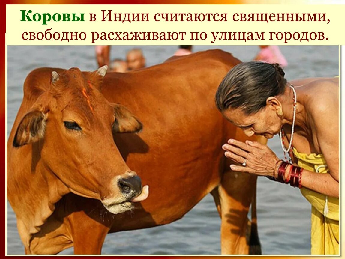 Коровы в Индии Священные животные