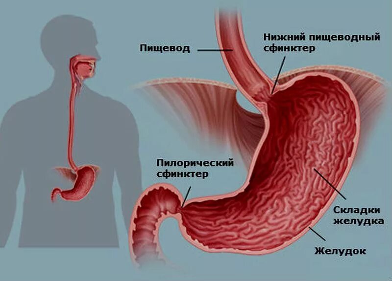 Функция кардии