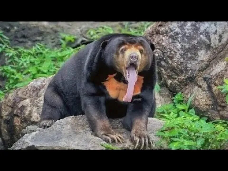 50 of the Most Eccentric Creatures of Nature Animals, Bear, Funny animals