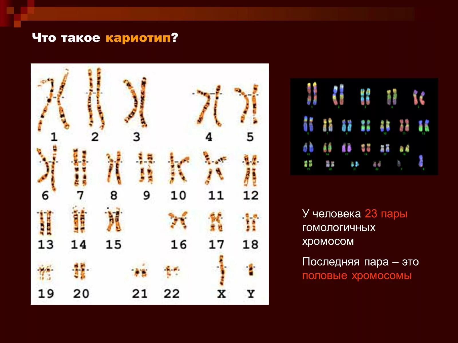 Количество хромосом в кариотипе человека. Кариотип человека. 23 Пары хромосом у человека. Кариотип человека хромосомы. Кариотип человека пары хромосом.