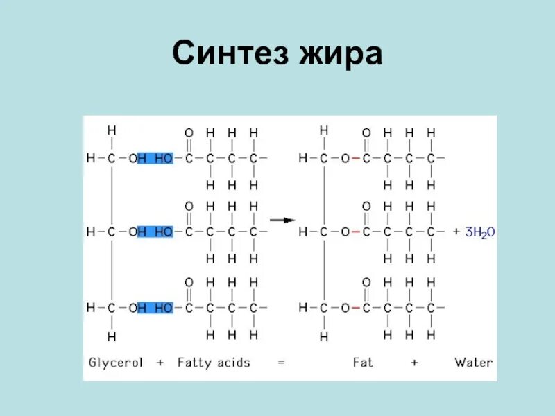 Синтез жиров происходит. Синтез жира. Синтез жира из жира. Синтезирование жиров. Синтез жира реакции.