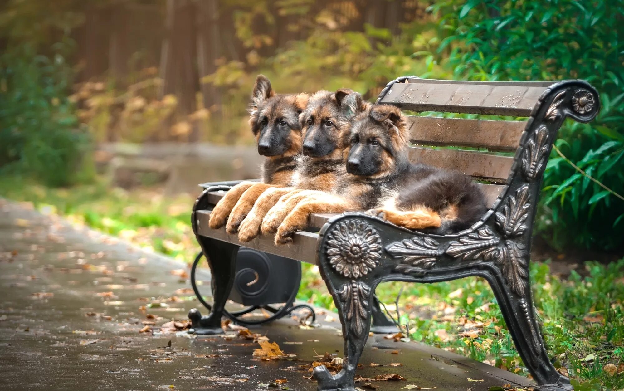 Собаки утром на улице. Собака в парке. Собака на скамейке. Кот на скамейке. Скамейки с животными.