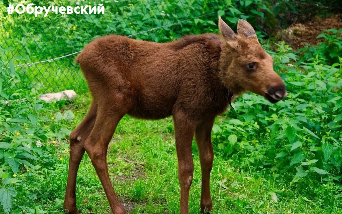 Лосиха с лосенком. Маленький лосенок. Печоро-илычский заповедник лосеферма. Лось с лосенком. Детеныш лося.