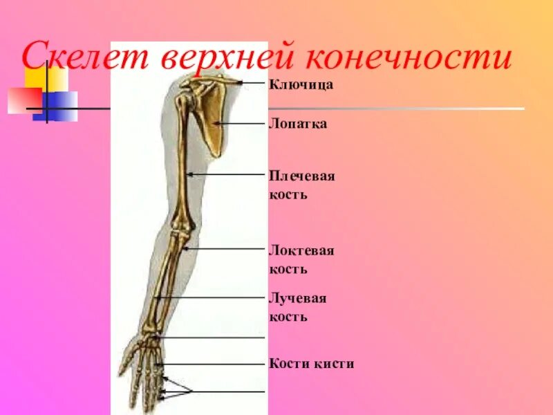 7 скелет конечностей. Кости верхней конечности лучевая кость. Скелет верхней конечности плечевая кость. Название верхних конечностей человека. Плечевая локтевая и лучевая кости.