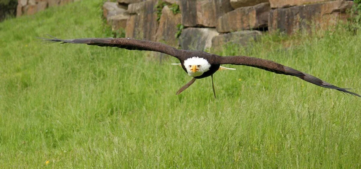 хищная птица 4 буквы сканворд. восточный венценосный журавль. белый аист. фауна эфиопии птицы. дрофа птица фото.