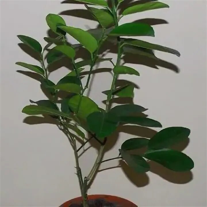 Цветковое растение плоды и семена. Дерево каштан сегю. Куст помидора. Растения без плодов. Каштан конский плоды.