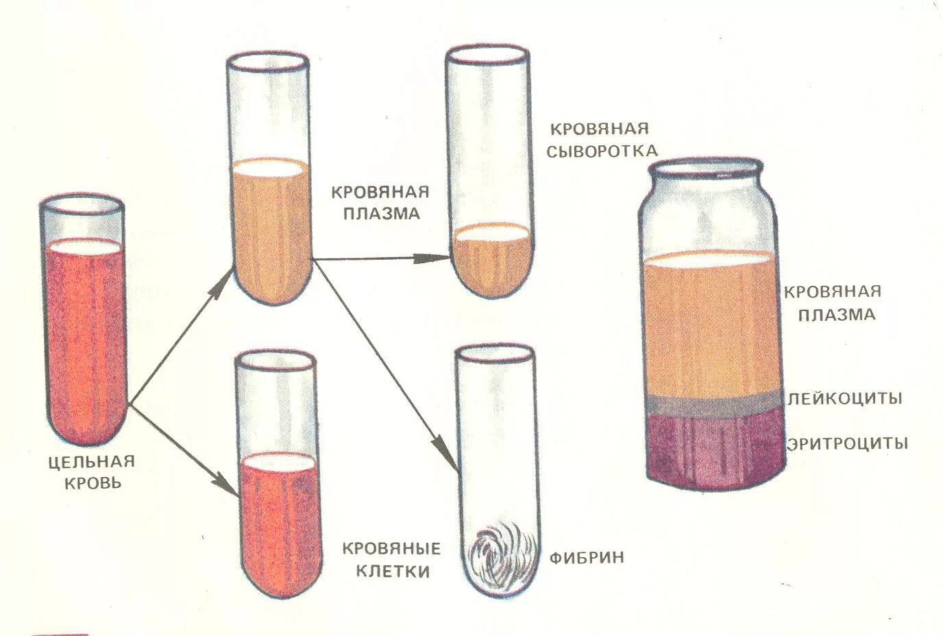 Объем жидкой части крови. Состав крови. Сыворотка крови и плазма крови. Получение сыворотки крови. Состав сыворотки крови.