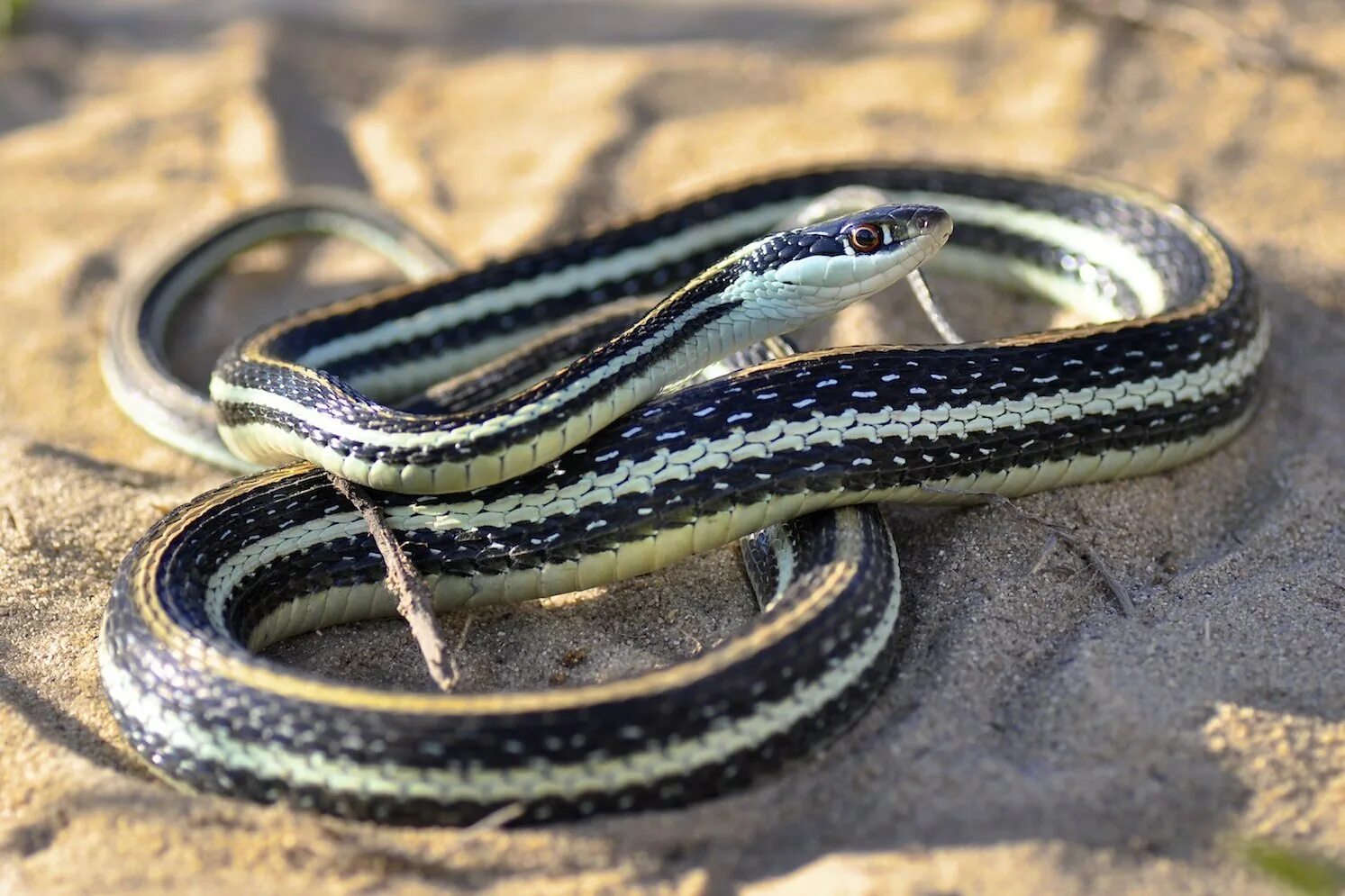 Западная подвязочная змея (Thamnophis elegans).. Четырёхполосый полоз. Калифорнийская Краснобокая подвязочная змея. Thamnophis sauritus подвязочная змея.