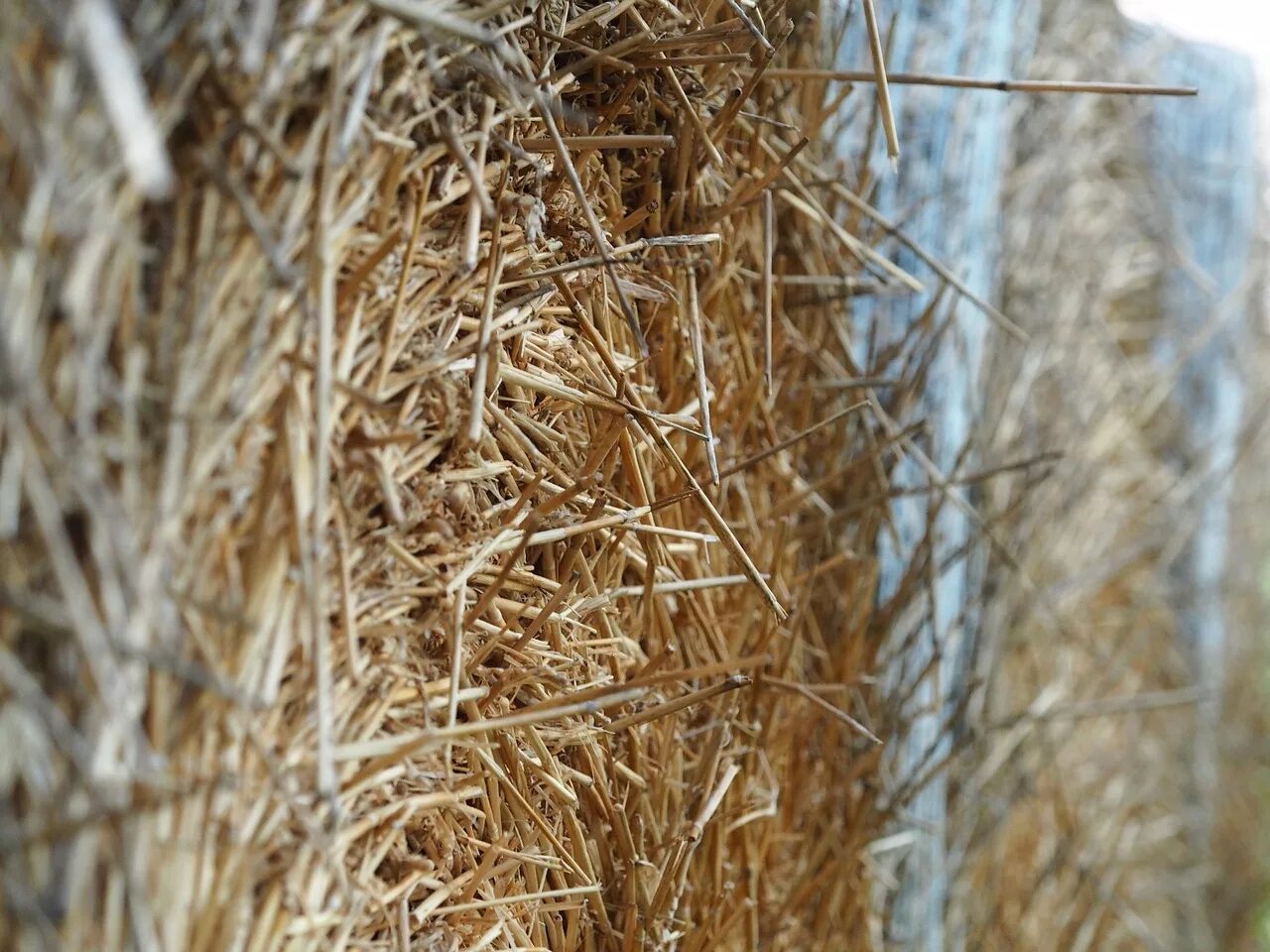 Ржаная солома. Шапка плетеная из соломки. Соломенный телефон. Straw. Солома пшеничная яровая.
